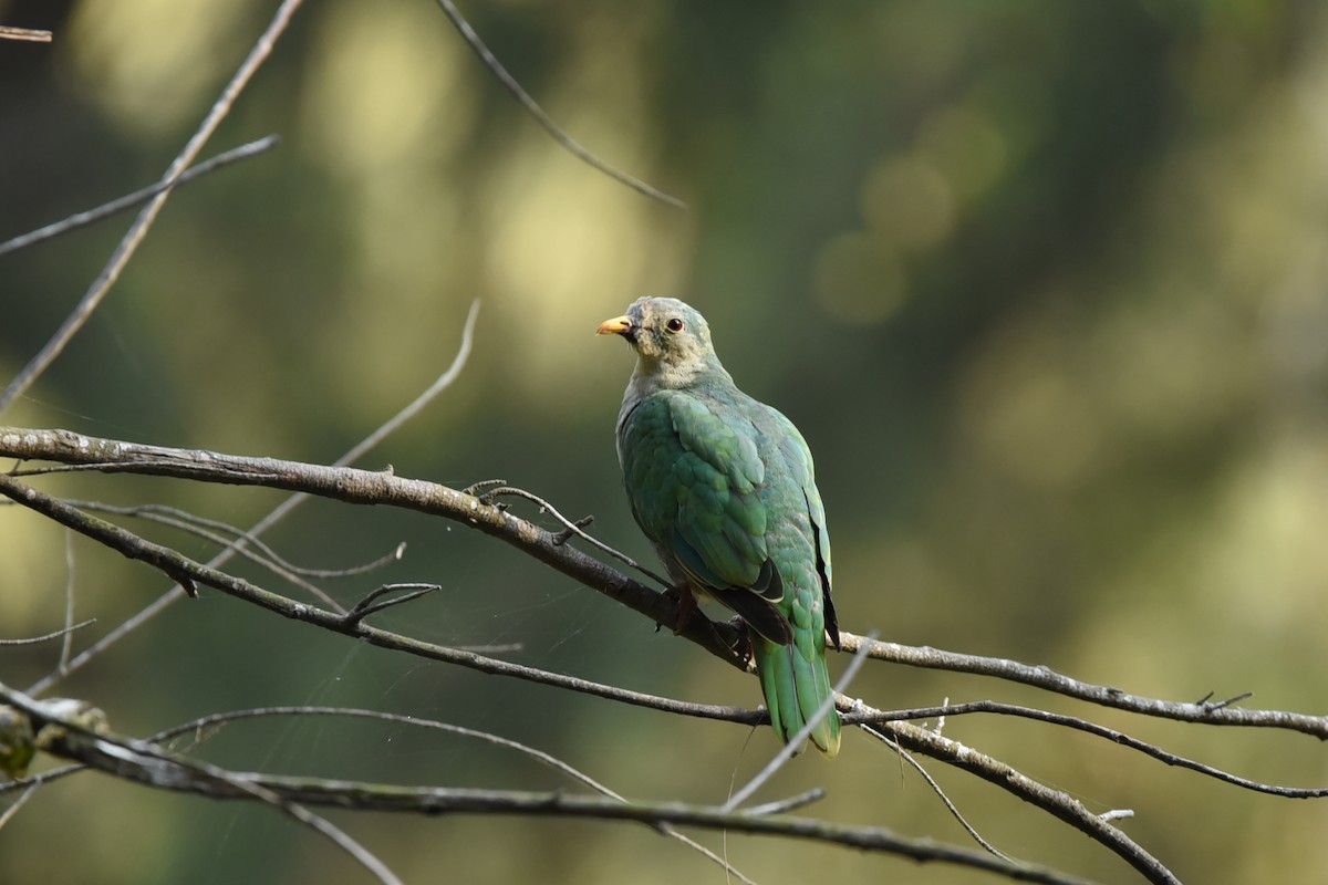 Black-chinned Fruit-Dove - 翔鈞 梁