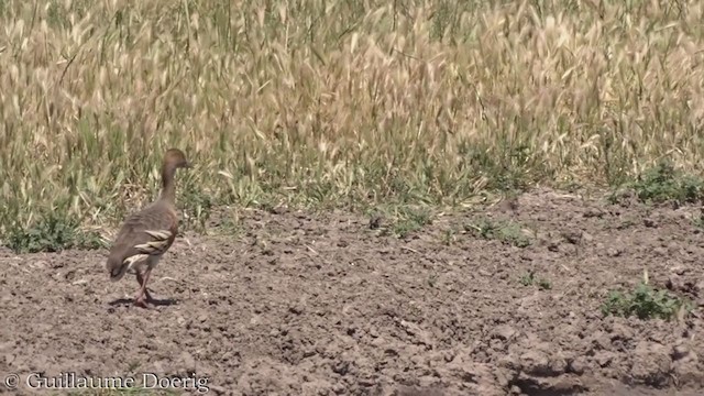 Plumed Whistling-Duck - ML384897471