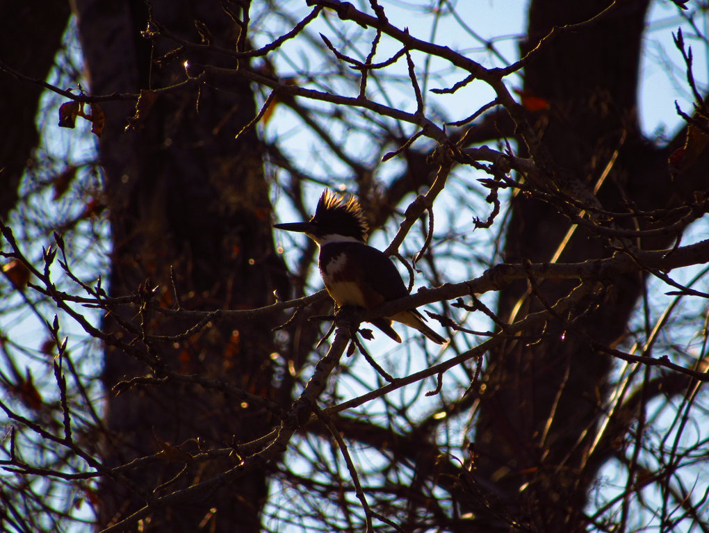 Belted Kingfisher - Eric Ray