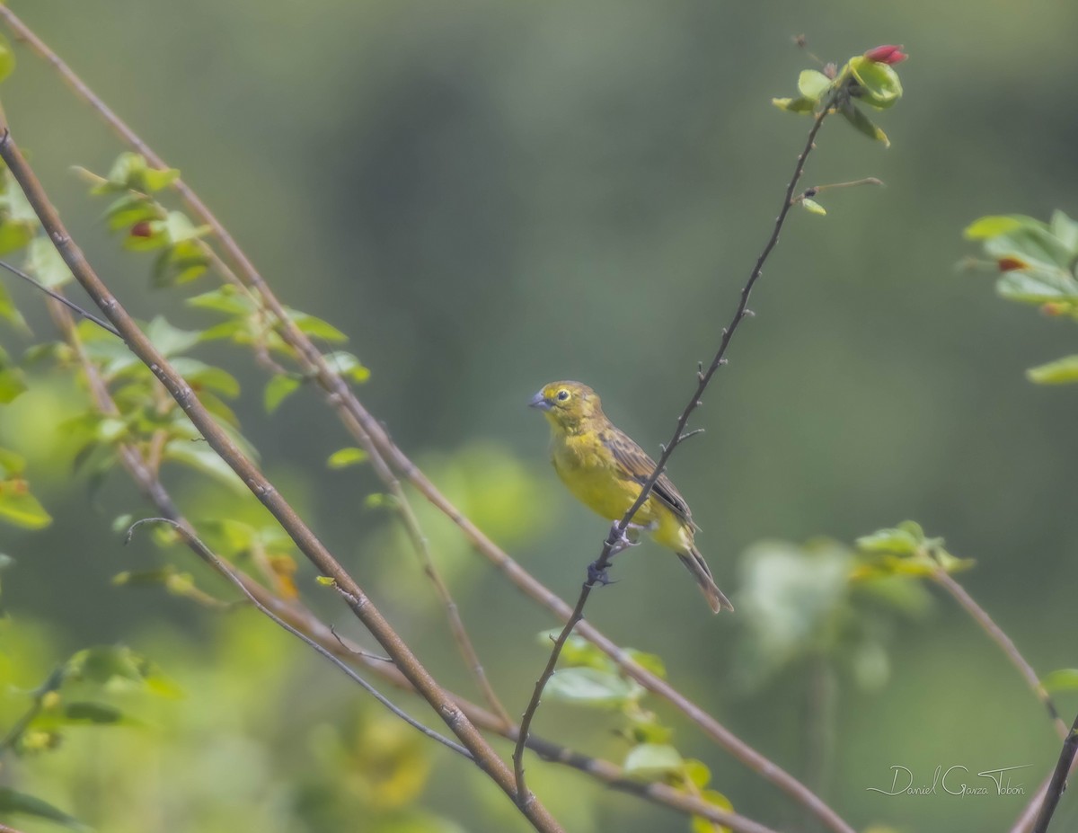 Grassland Yellow-Finch - ML384898731