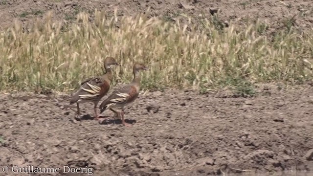 Plumed Whistling-Duck - ML384898951