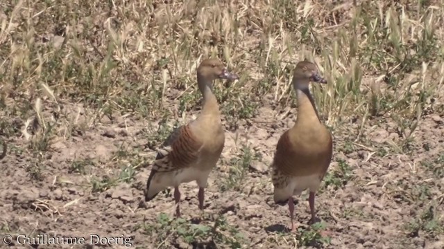 Dendrocygne d'Eyton - ML384898991