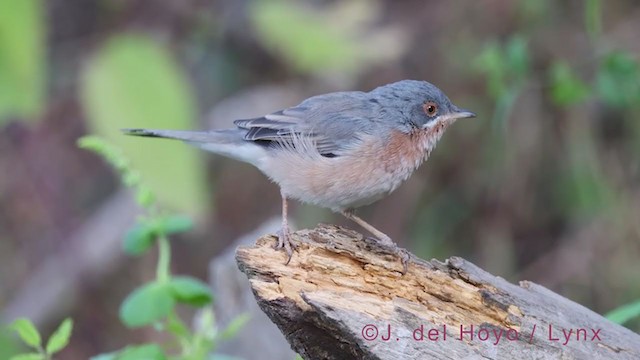 Western Subalpine Warbler - ML384899211