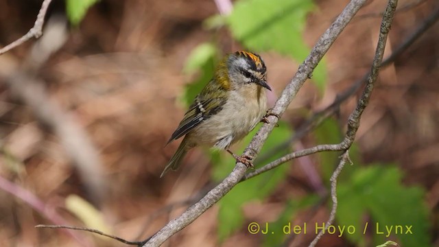 Common Firecrest - ML384899221