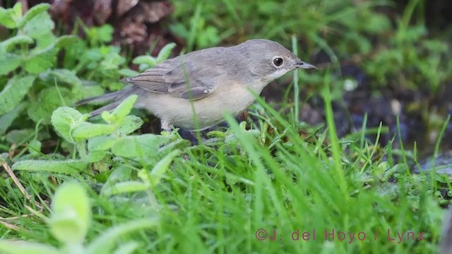 Western Subalpine Warbler - ML384899231