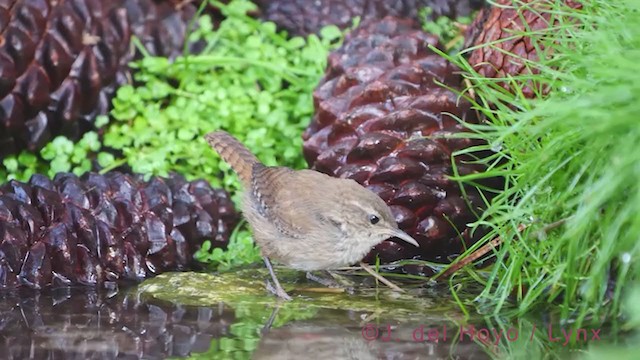 Eurasian Wren - ML384899261