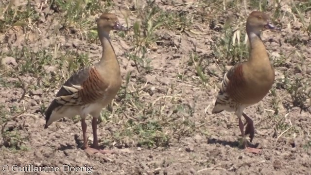 Dendrocygne d'Eyton - ML384899271