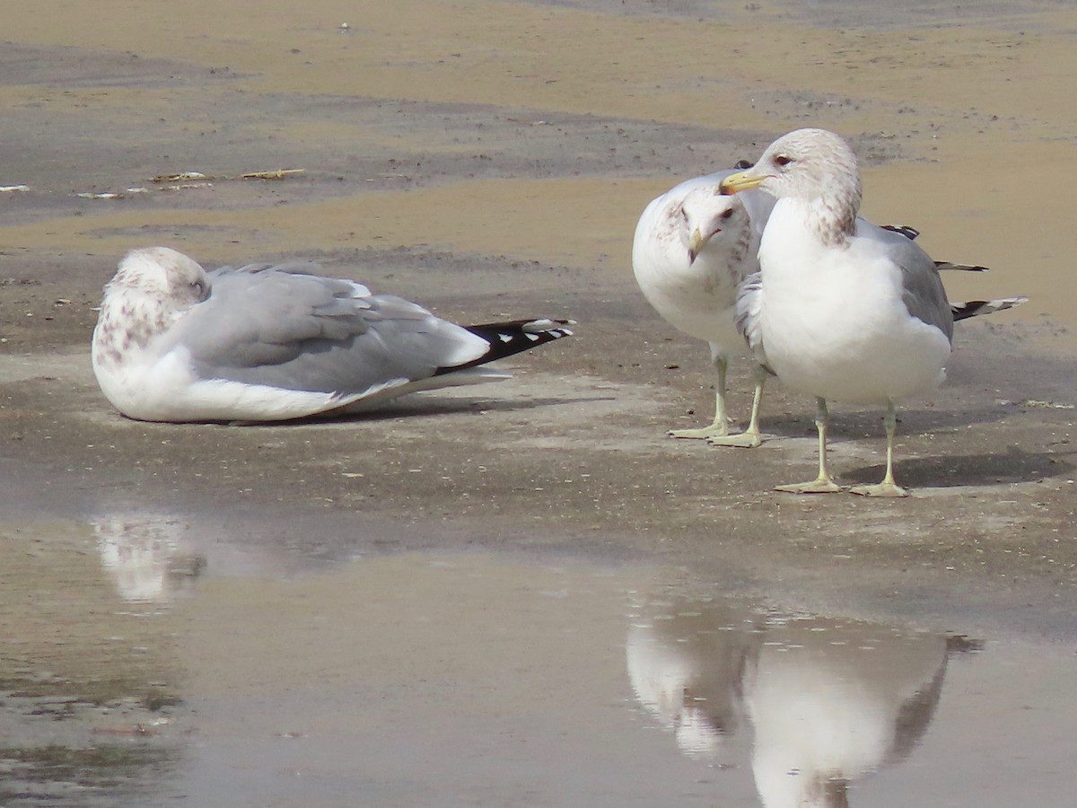 California Gull - ML384899331