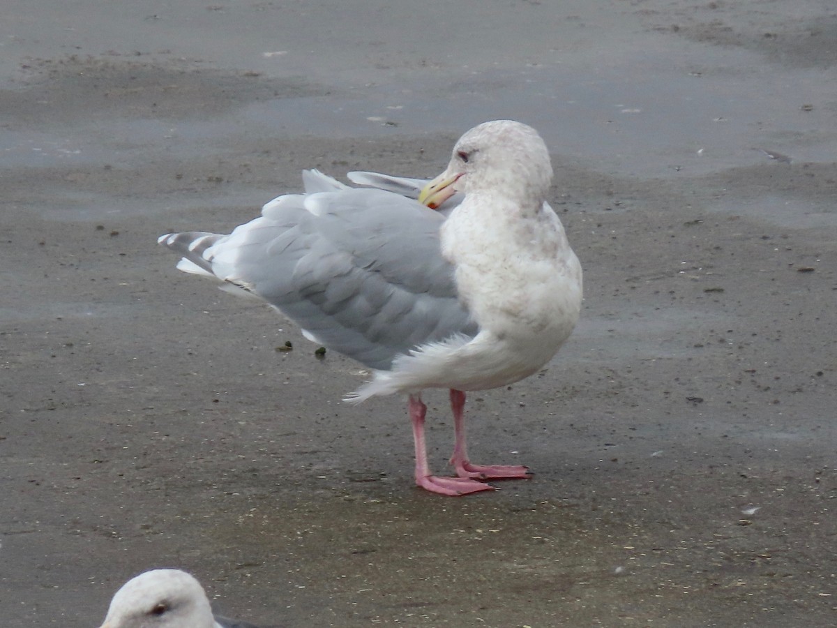 Glaucous-winged Gull - ML384899721