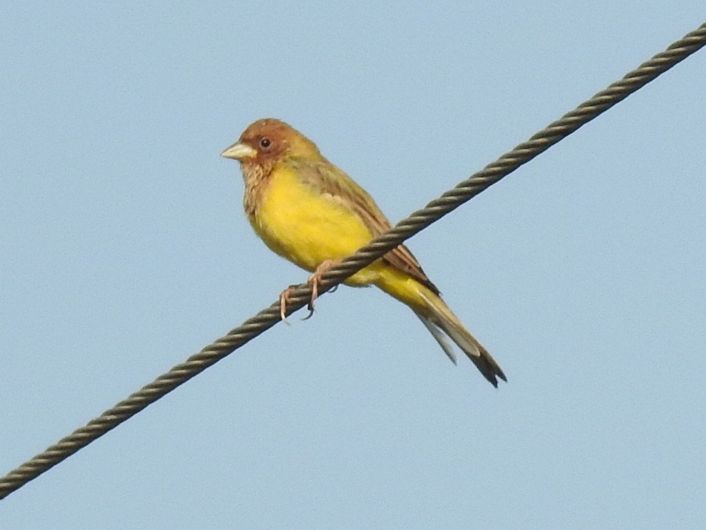 Red-headed Bunting - ML38490101