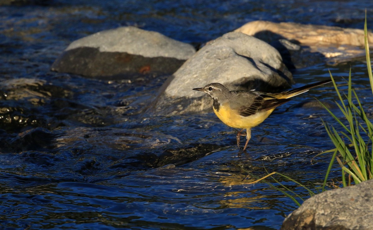 Gray Wagtail - Patrick MONNEY