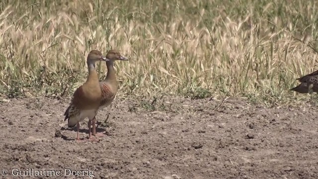 Plumed Whistling-Duck - ML384904471