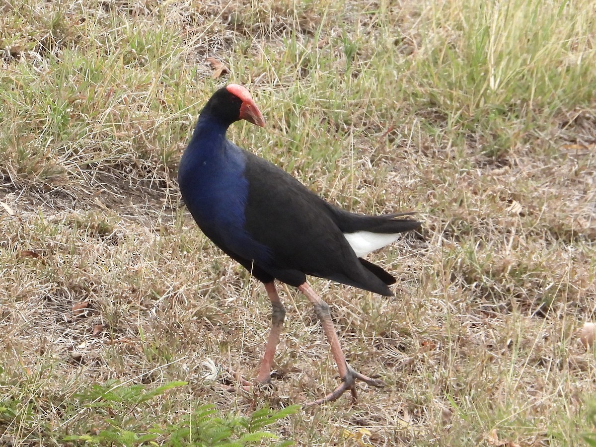 Australasian Swamphen - ML384907291