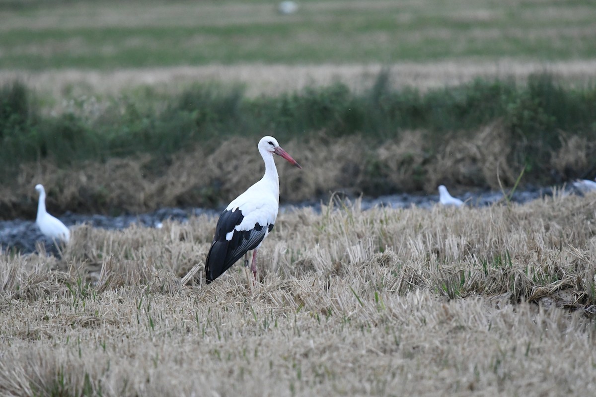 White Stork - ML384908541