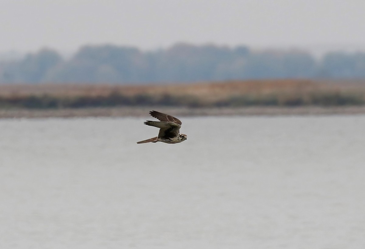 Prairie Falcon - ML384908581