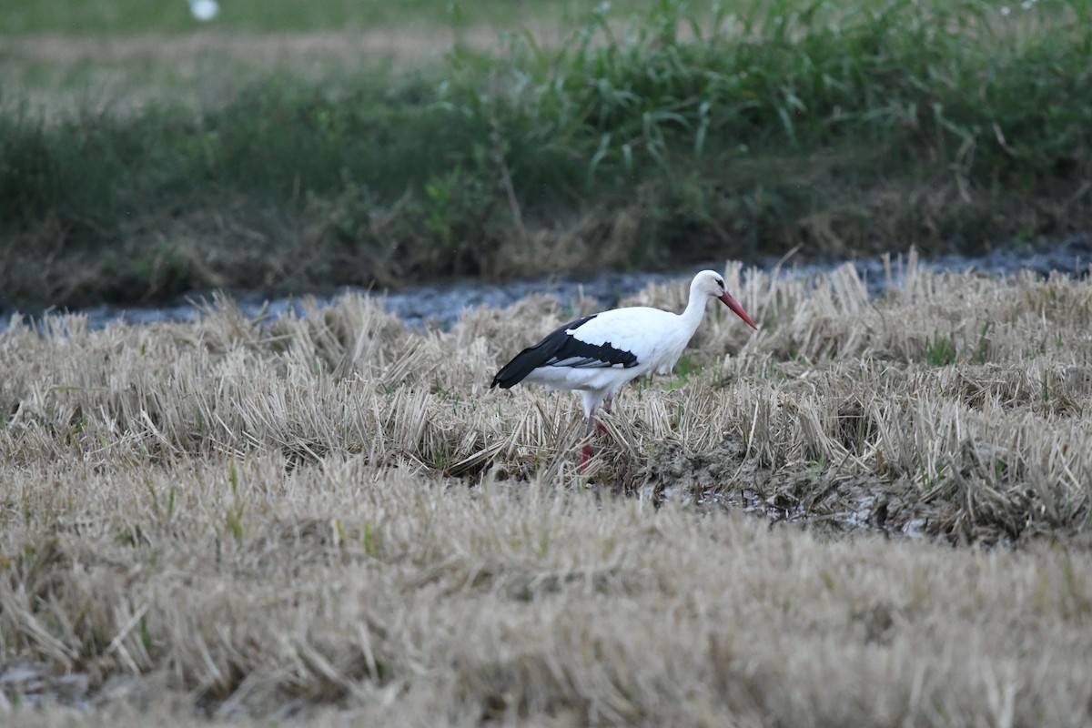 White Stork - ML384908591
