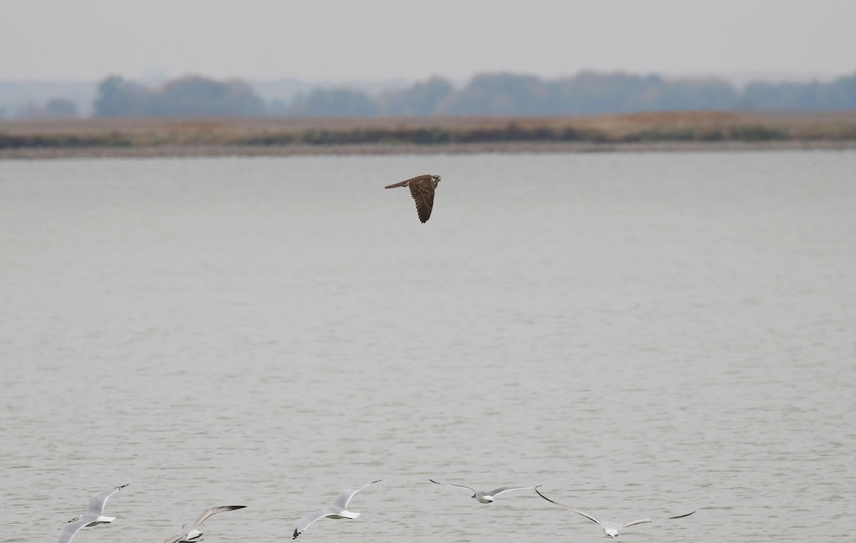 Prairie Falcon - ML384908621