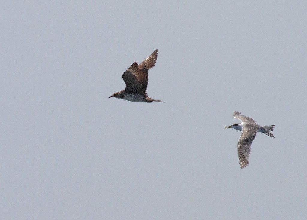 Great Crested Tern - ML384909761