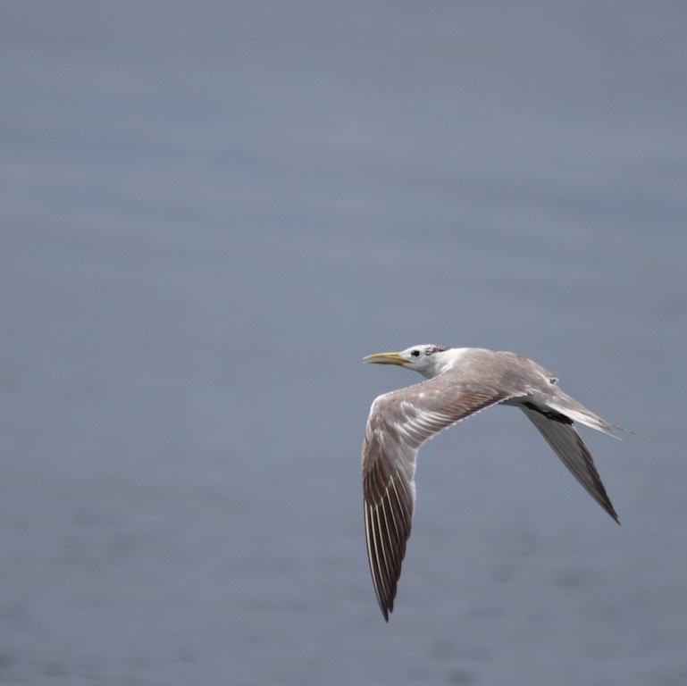 Great Crested Tern - ML384909771