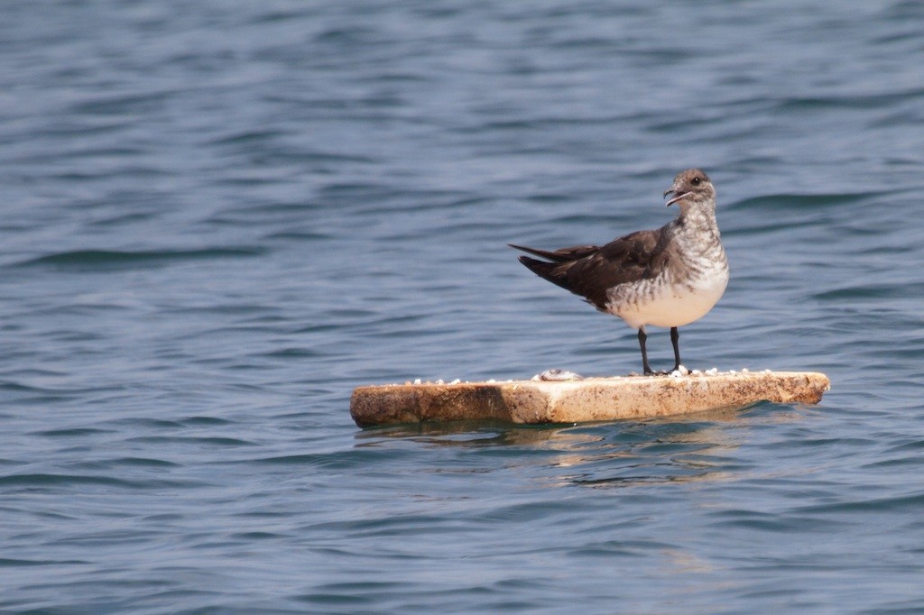 Parasitic Jaeger - ML384909861