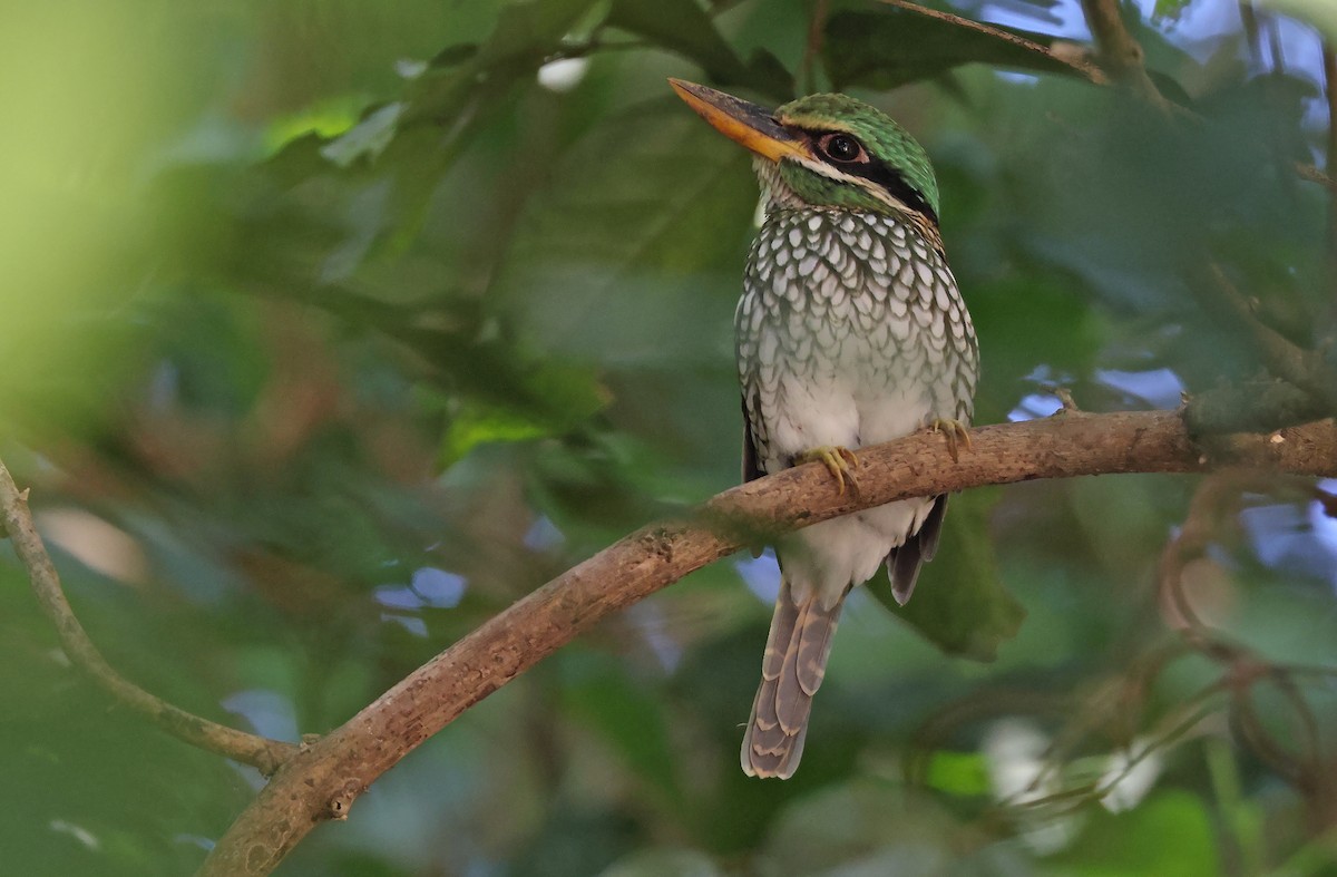 Spotted Kingfisher - Robert Hutchinson