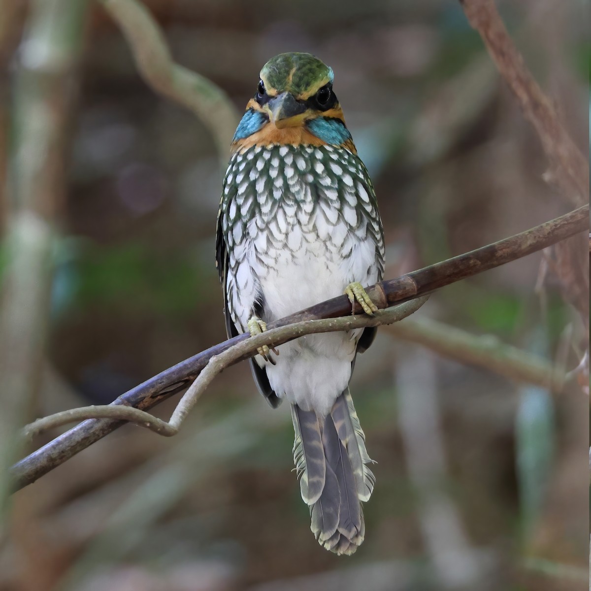 Spotted Kingfisher - Robert Hutchinson