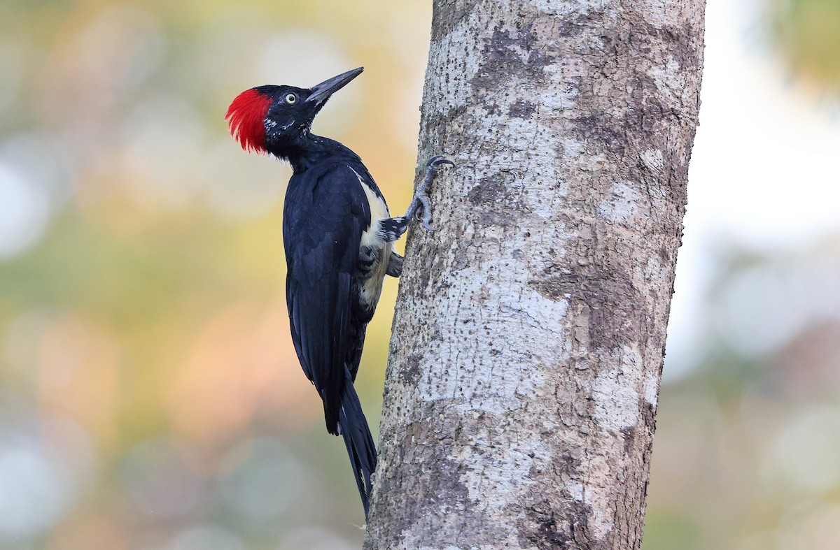 White-bellied Woodpecker - Robert Hutchinson
