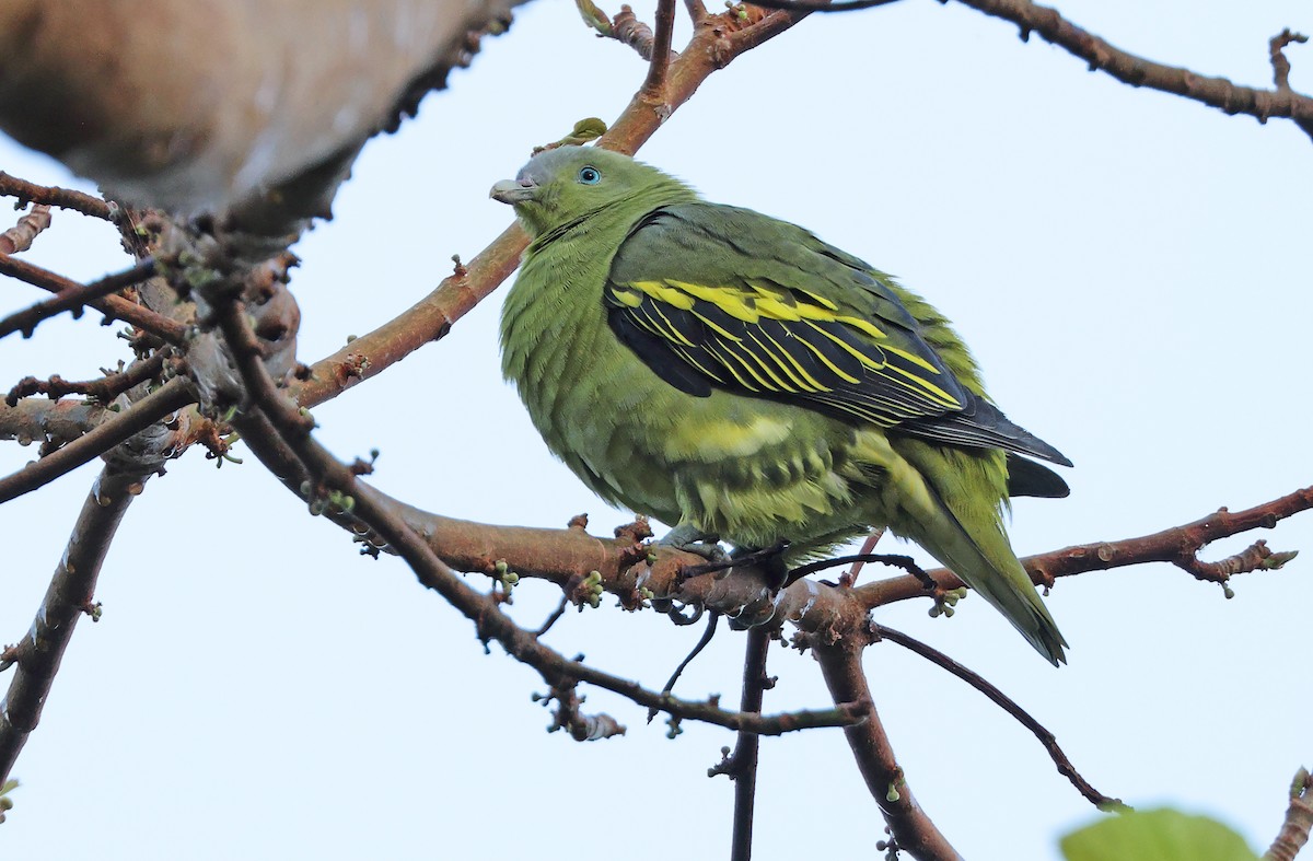 Philippine Green-Pigeon - Robert Hutchinson / Birdtour Asia