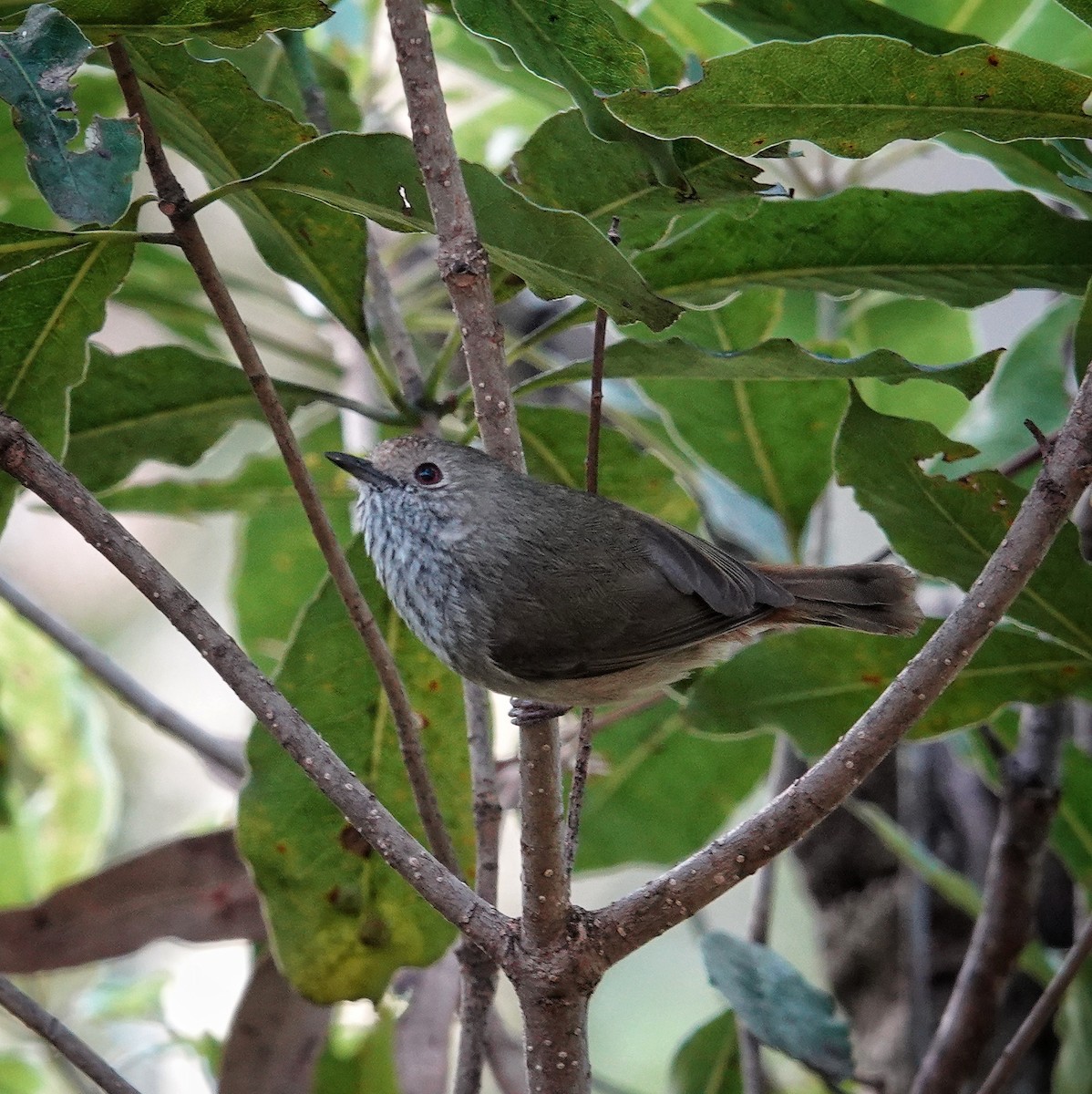 Brown Thornbill - ML384913911
