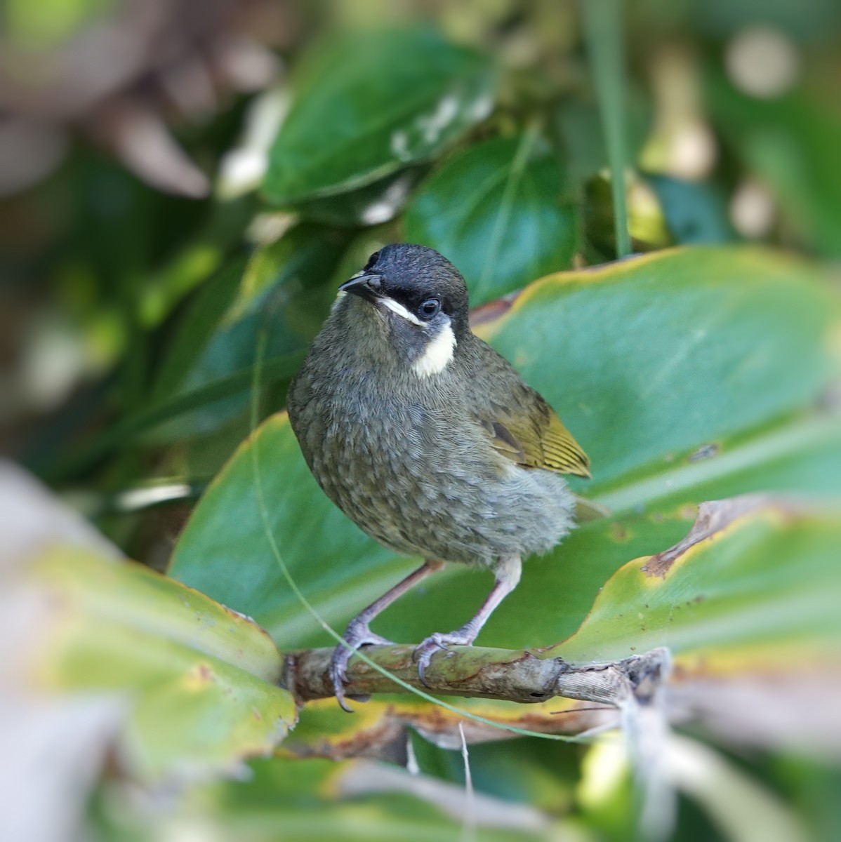 Lewin's Honeyeater - ML384913921
