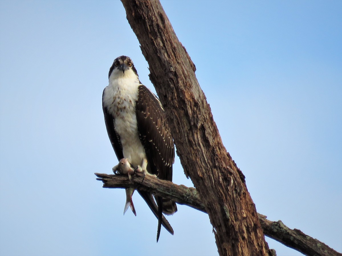 Águila Pescadora - ML384914091