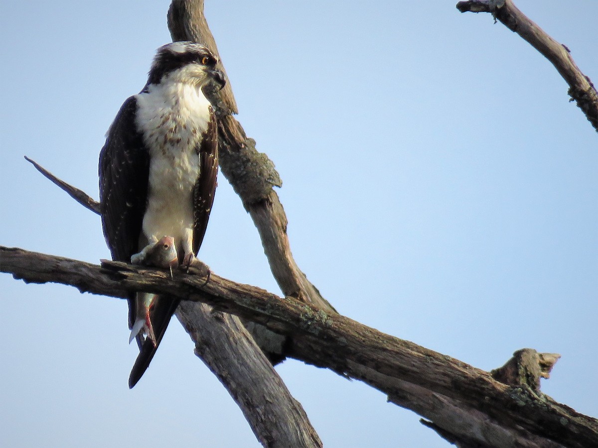 Águila Pescadora - ML384914101