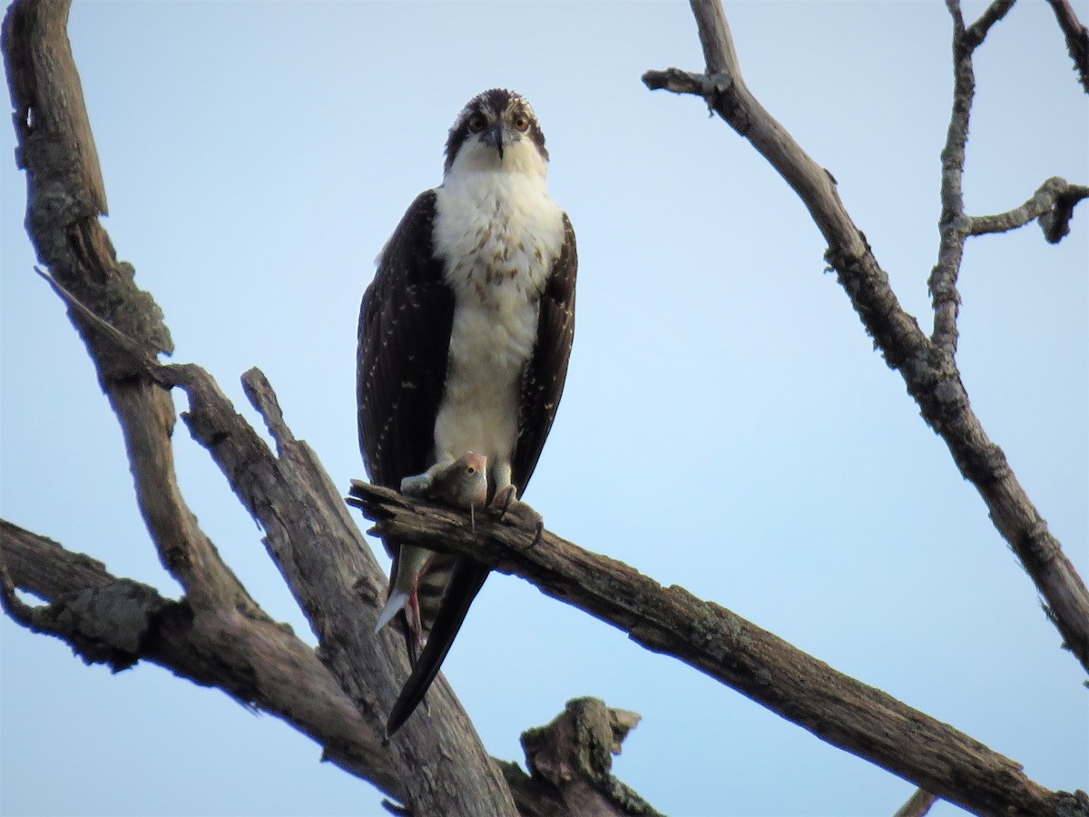 Águila Pescadora - ML384914261