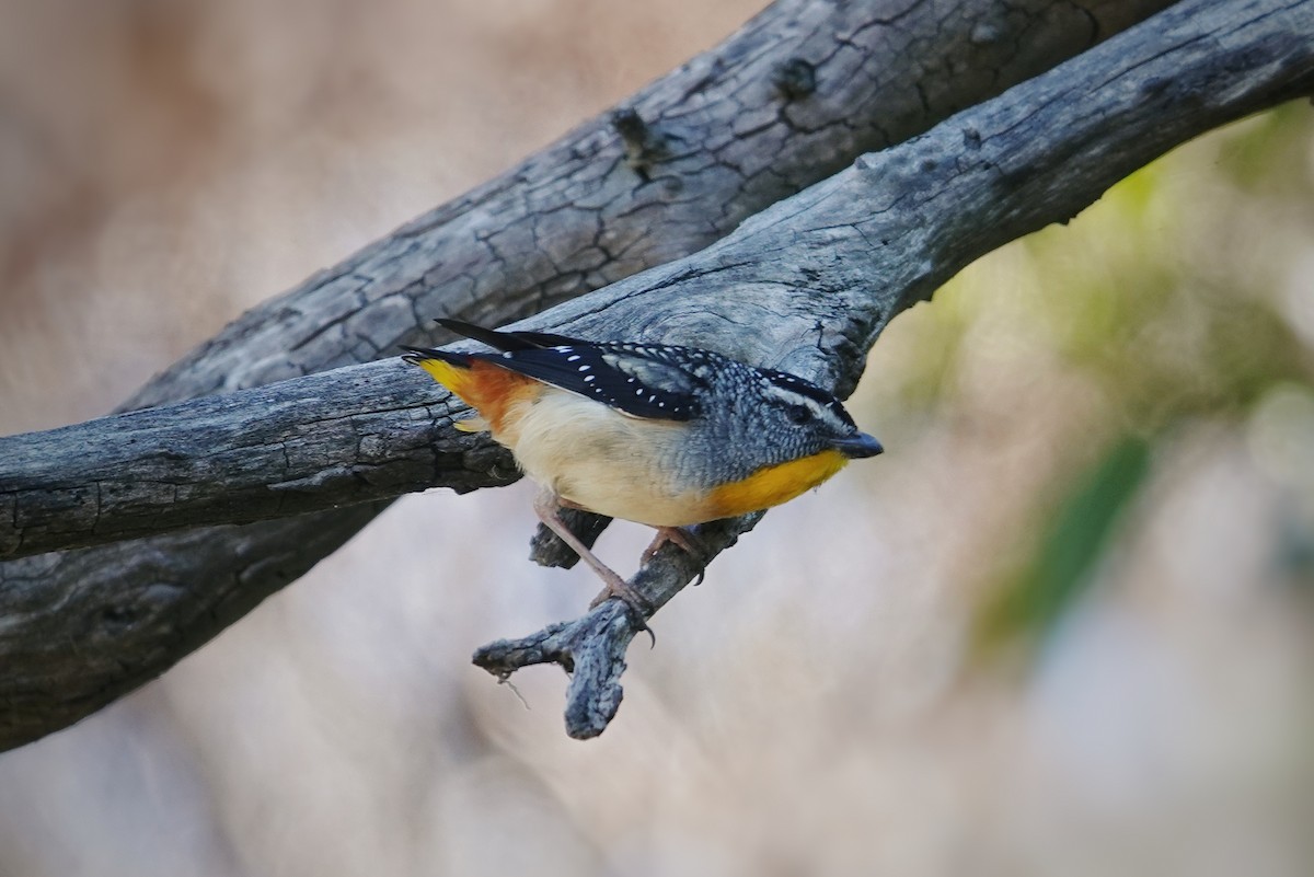 Spotted Pardalote - ML384914441
