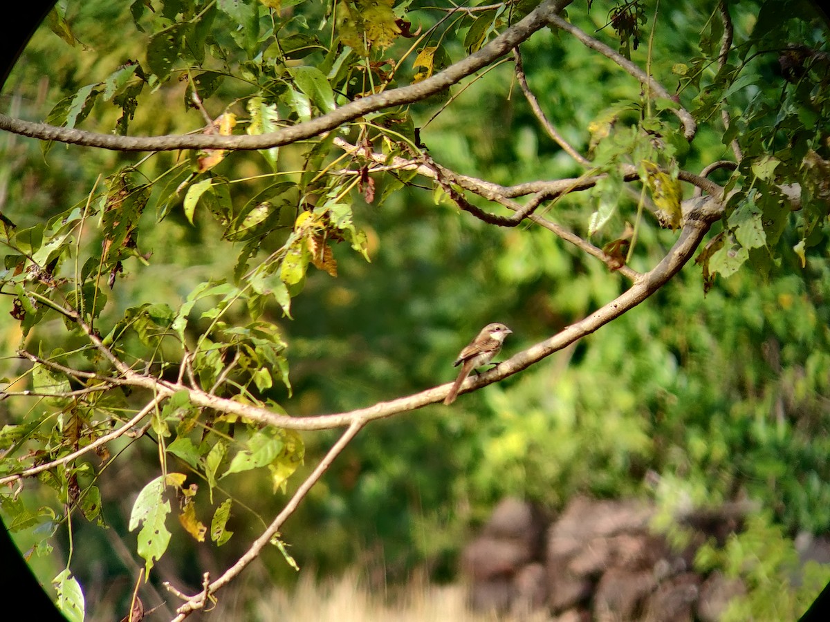 Bay-backed Shrike - Omkar Dharwadkar