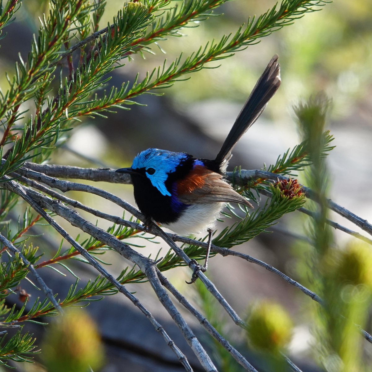 Variegated Fairywren - ML384916531