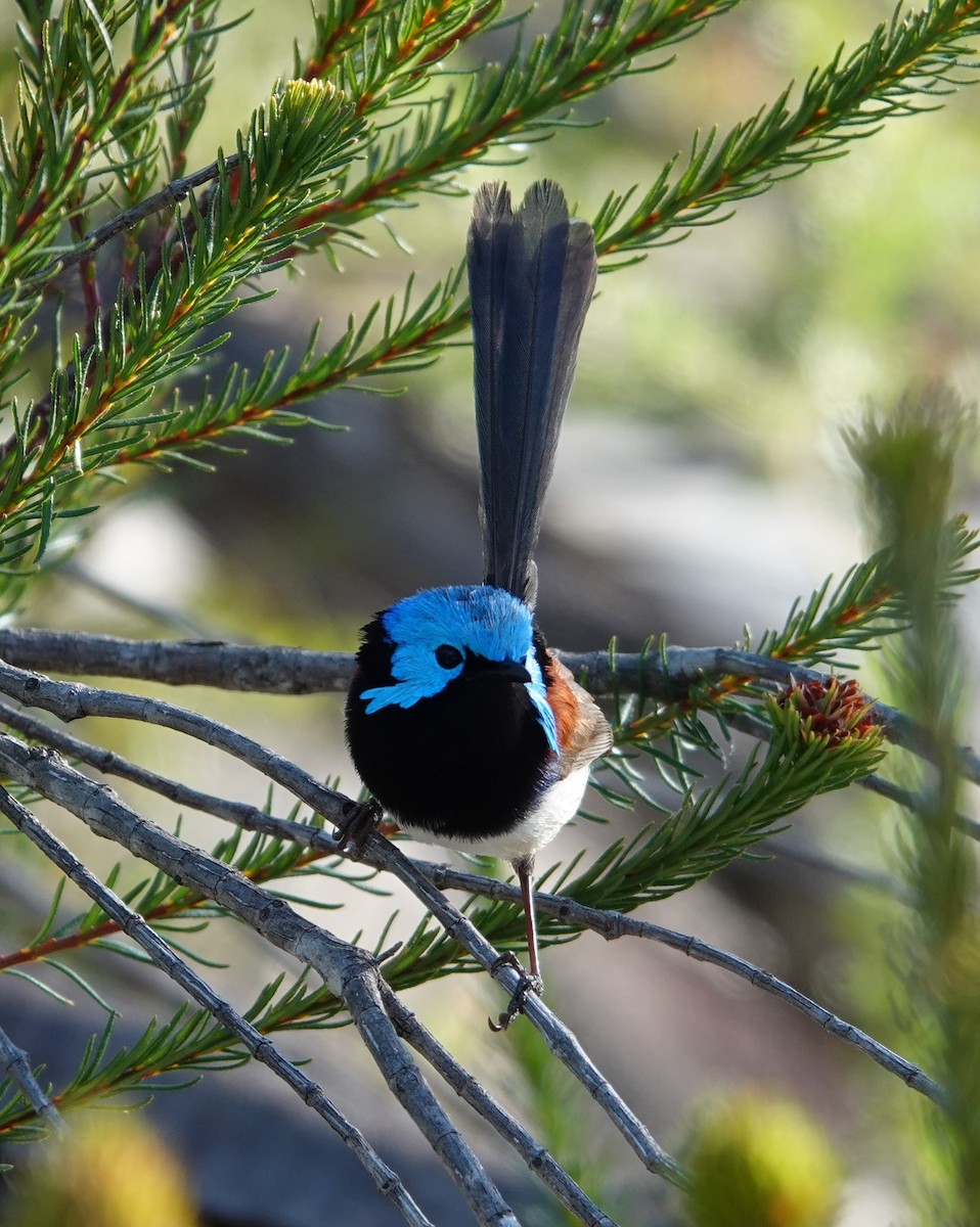 Variegated Fairywren - ML384917041