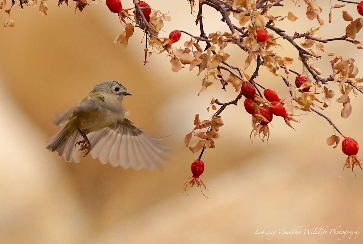 Wintergoldhähnchen - ML384917891