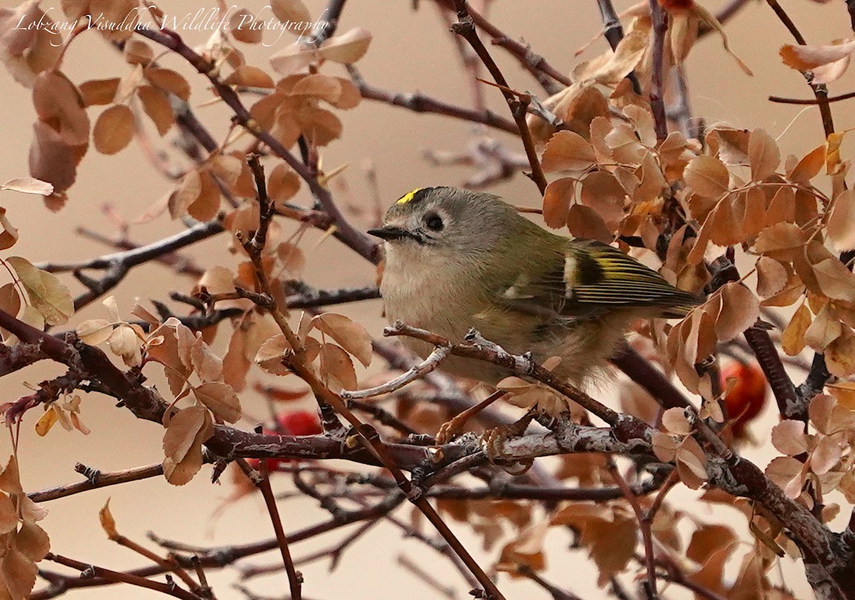 Wintergoldhähnchen - ML384918001