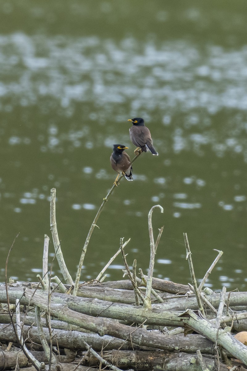 Common Myna - Aditya Rao