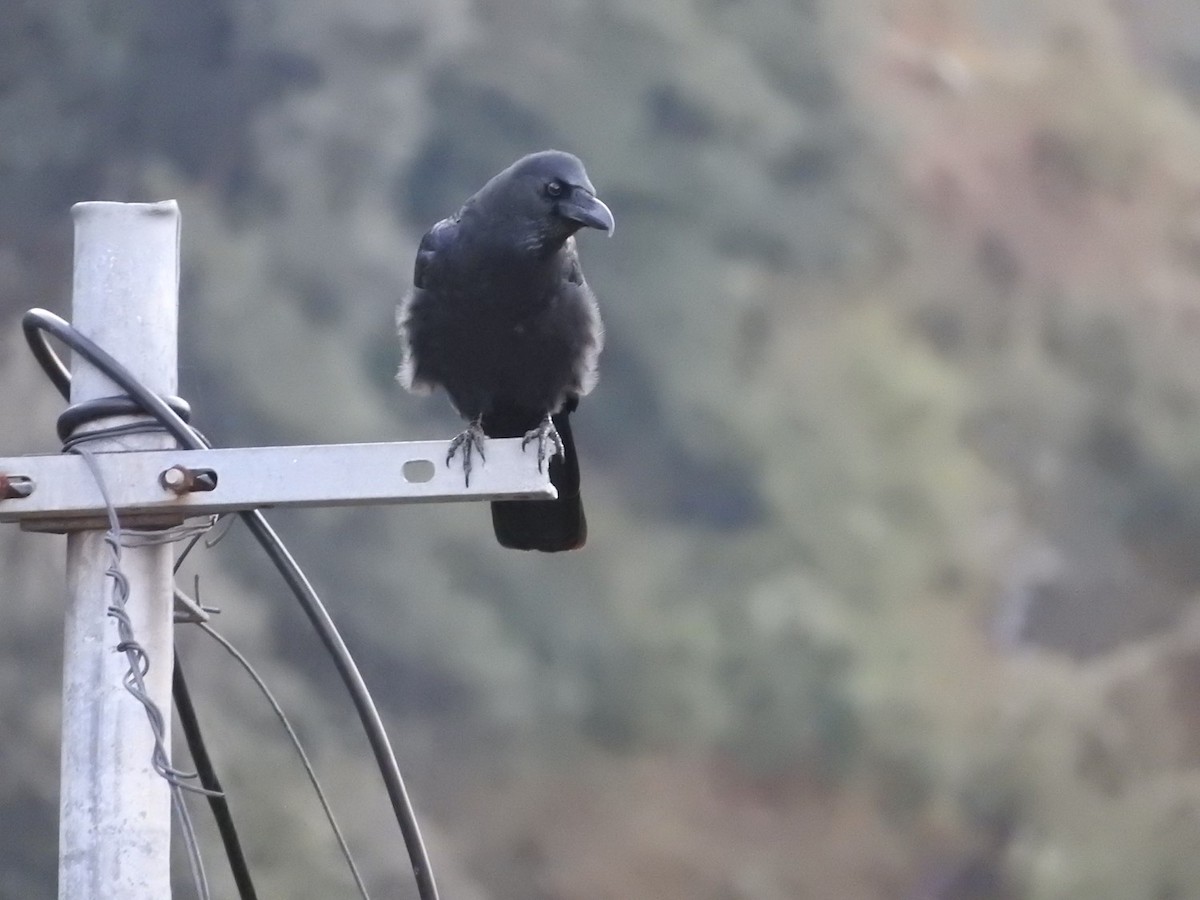 Large-billed Crow (Large-billed) - Subbu Subramanya