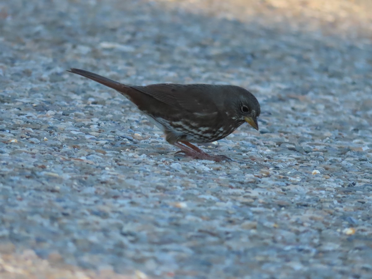 Fox Sparrow - ML384928711