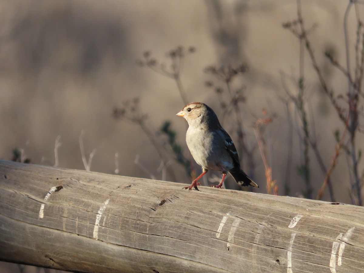 White-crowned Sparrow - ML384928751
