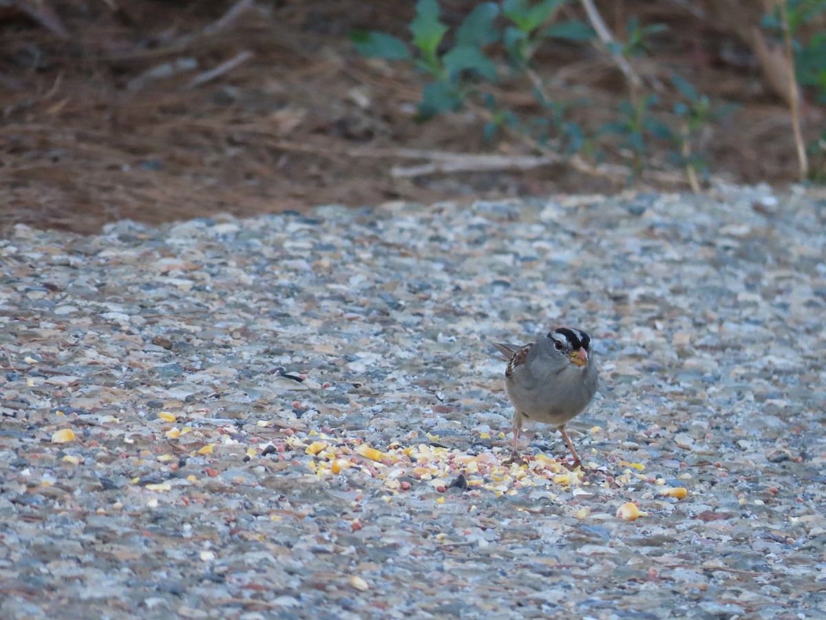 White-crowned Sparrow - ML384928761