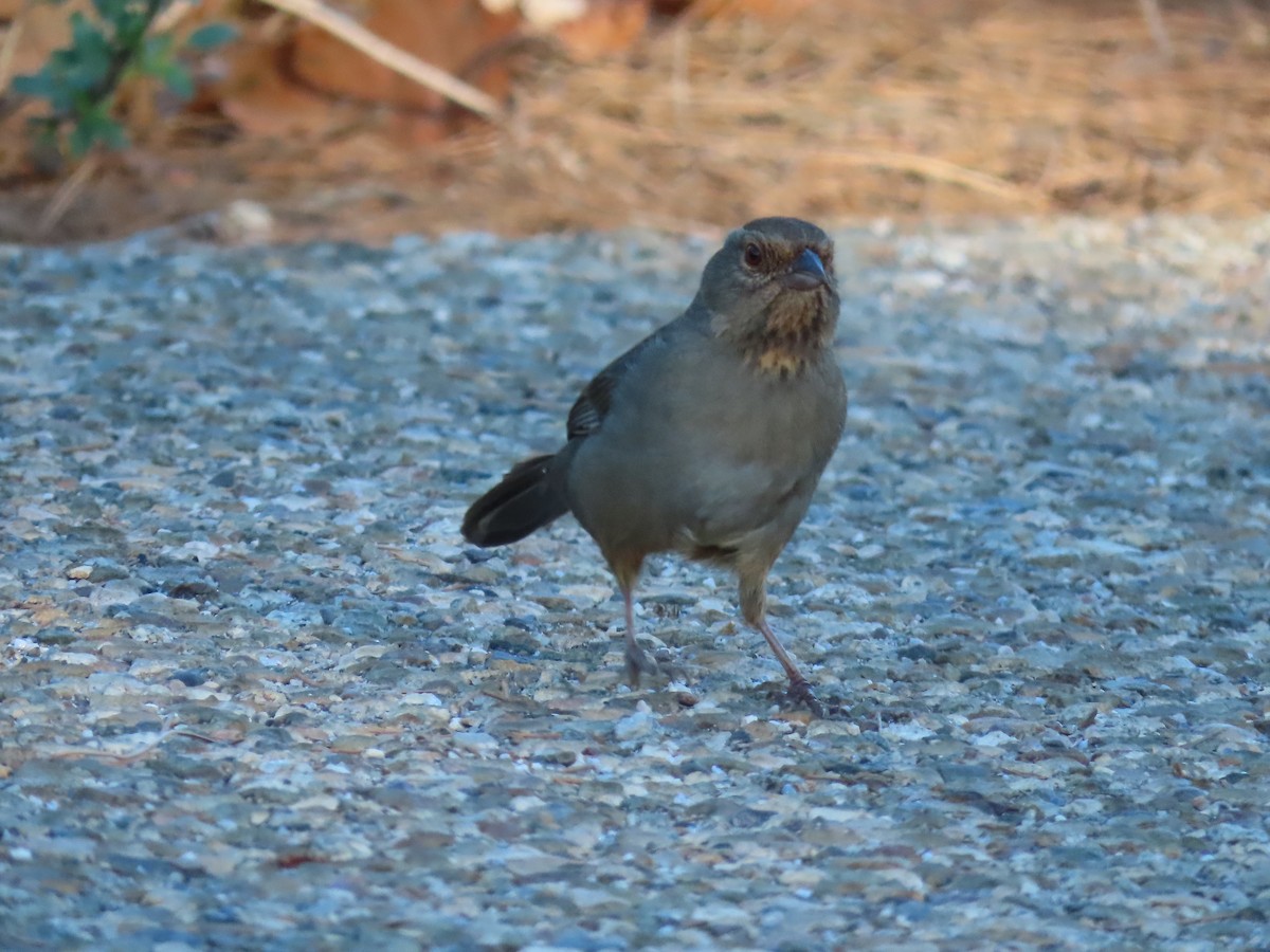 California Towhee - ML384928771