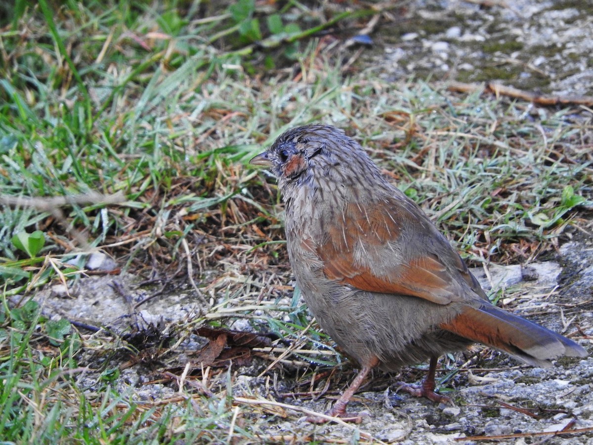 Streaked Laughingthrush - ML38492921