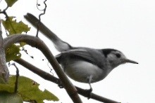 White-browed Gnatcatcher - ML384930291