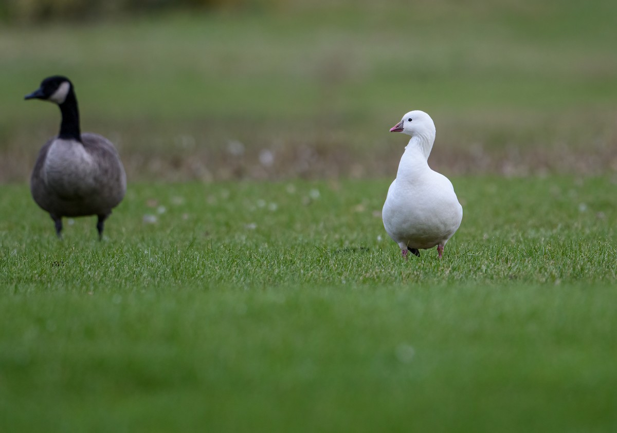 Ross's Goose - Cynthia Carlson