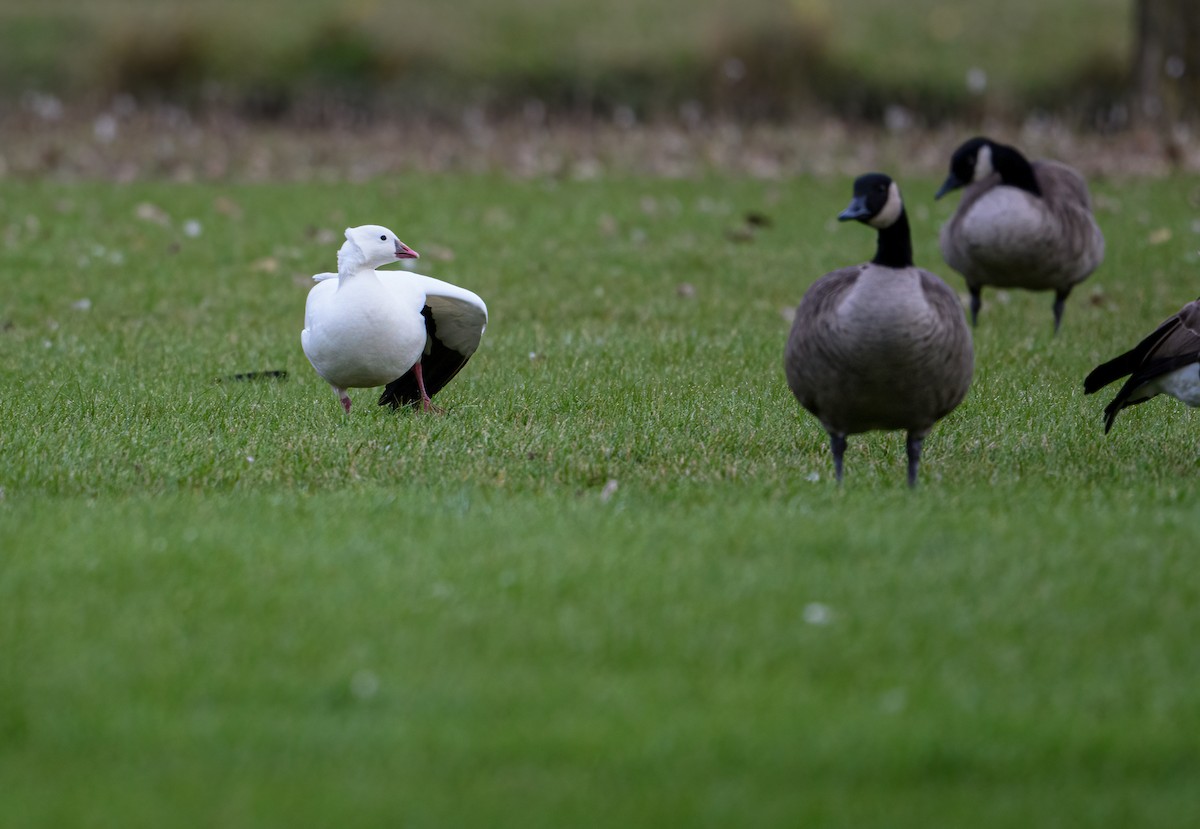 Ross's Goose - Cynthia Carlson