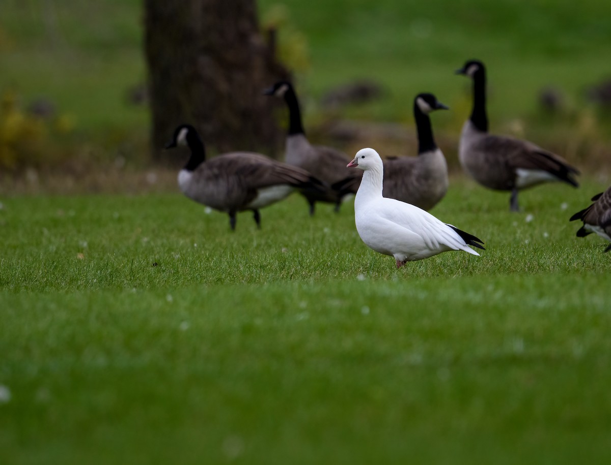 Ross's Goose - Cynthia Carlson